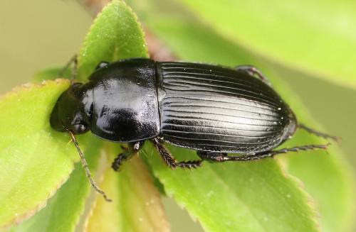 Réf. 222 014 : Harpalus dimidiatus